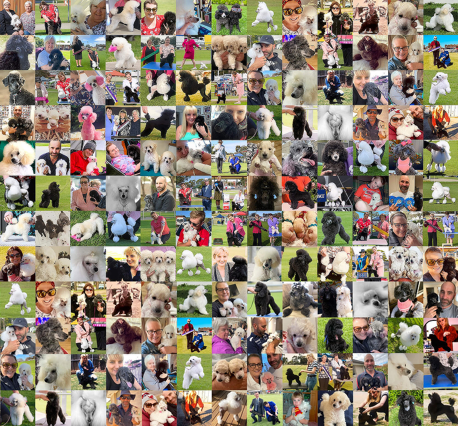 The many poodles at Avonti